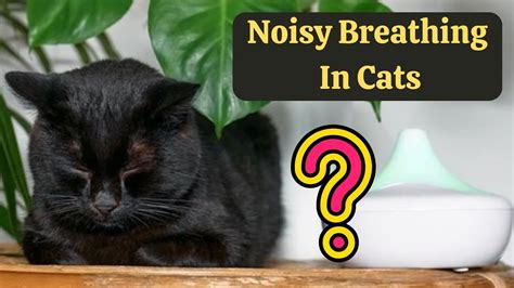 Why Do Cats Make Weird Breathing Noises YouTube