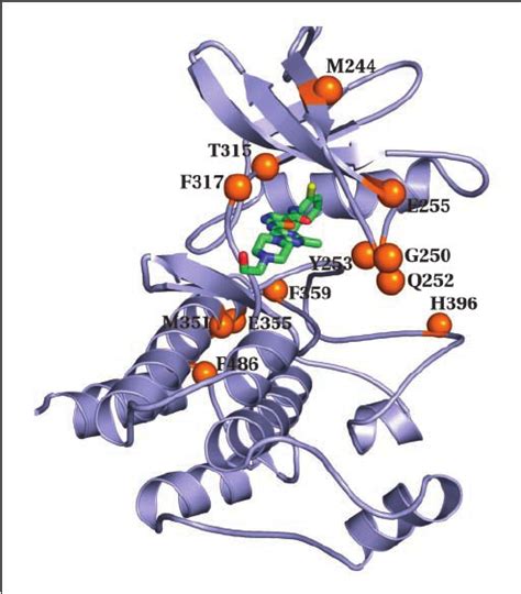 The Position Of The Imatinib Resistant Mutation Sites Are Mapped Onto Download Scientific