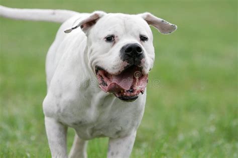 721 Dogo Argentino Stock Photos - Free & Royalty-Free Stock Photos from ...