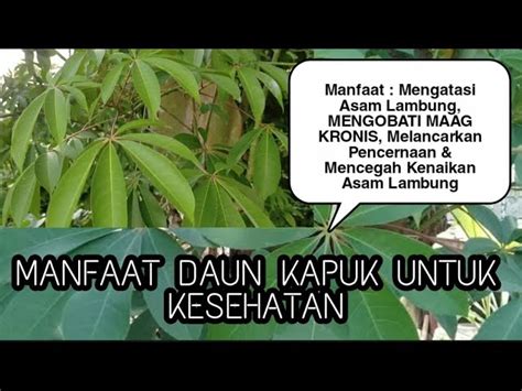 Temukan Manfaat Daun Randu Untuk Lambung Yang Jarang Diketahui Biotifor