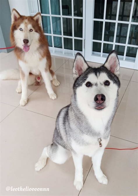 Popular Dog Breeds In Malaysia The Pledgecare Edition 2025