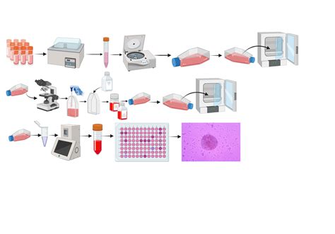 Cell Culture Biorender Science Templates