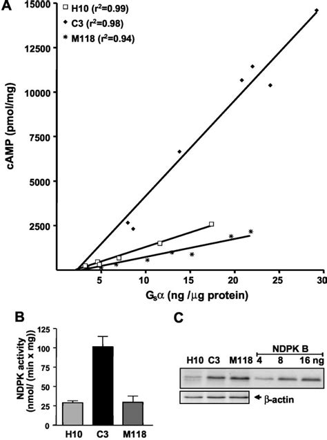 Catalytic Activity Of Ndpk B Is Required For Its Stimulatory Effect On