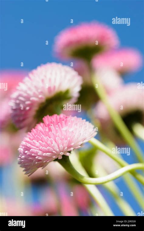 Daisy Double Daisy Bellis Perennis Side View Of Pink Flowers Growing