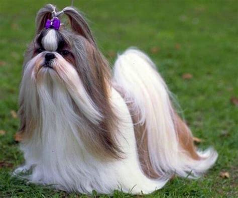 Raza Shih Tzu Características Carácter Y Cuidados ️