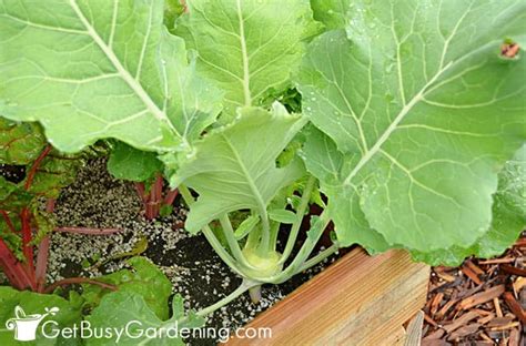 Growing Kohlrabi The Complete How To Guide