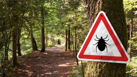 How To Avoid Ticks While Hiking And Camping