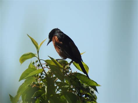 Orchard Oriole Mating Nesting Feeding Habits Revealed