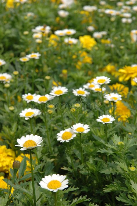 Camomile meadow stock photo. Image of meadow, blossom - 2840238
