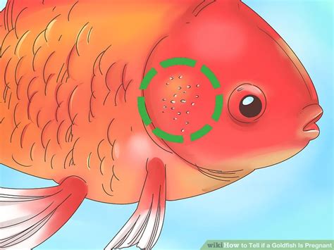 How To Tell If A Goldfish Is Pregnant 8 Steps With Pictures