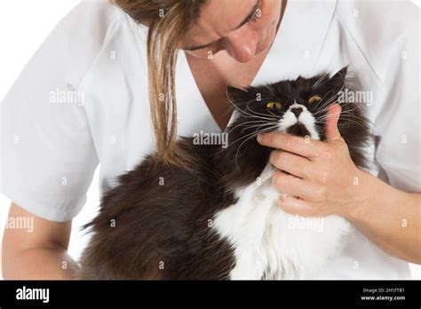 Auscultation Beautiful Persian Cat Veterinary Clinic Stock Photo Alamy