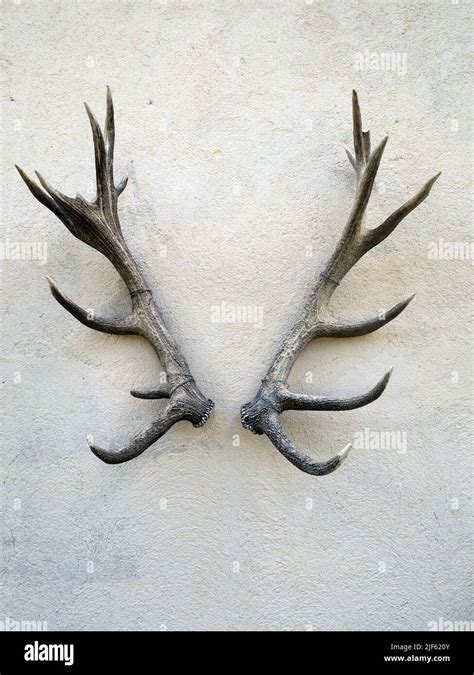 Deer Antlers On Building Wall Detail Stock Photo Alamy