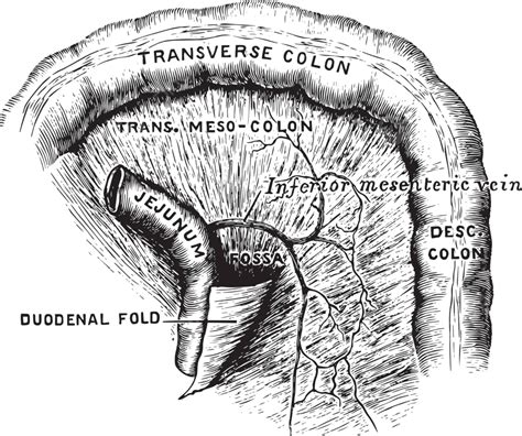รูปduodeno Jejunal Fossavintage ภาพประกอบ Jejunal Art Vintage เวกเตอร์