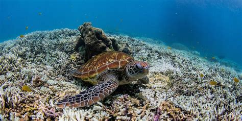 Konferenz Our Ocean Milliarden Zum Schutz Der Meere Taz De