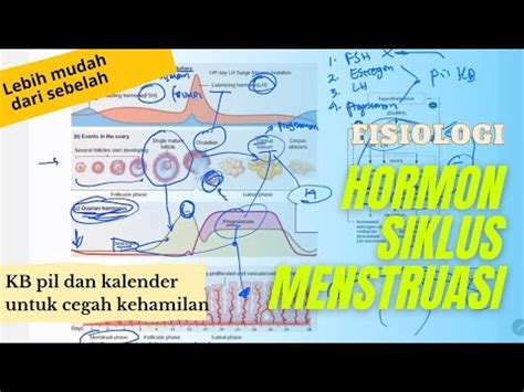 Fisiologi Hormon Siklus Mensturasi Fsh Estrogen Lh Progesteron