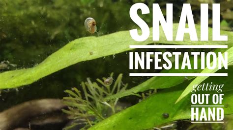 Snail Invasion Low Tech Planted Tank Update No CO2 No Fert Low Tech