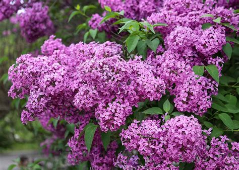 10 Flowers In Season In May A Guide To Seasonal Blooms Plantglossary