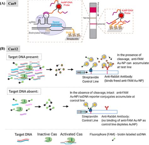 Lateral Flow Assays Principles Designs And Labels Verla Siegel