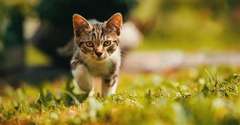 Quantos Meses O Gato Pode Tomar Rem Dio Para Verme