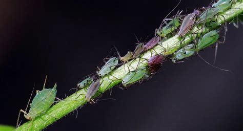 Scientists Are Using Crispr Based Technology To Target Agricultural Pests