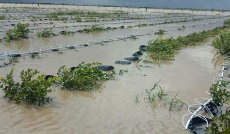 Sinaloa Pierde 15 Mil Hectáreas De Cultivos Por Lluvias Revista La