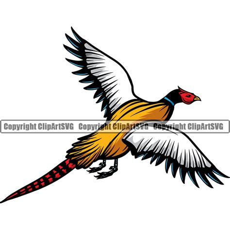 Serious Ring Necked Pheasant Animals Buy Clip Art Buy Clip Art