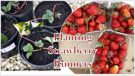 Passionate Gardener Planting Strawberry Runners For A Sweet Spring