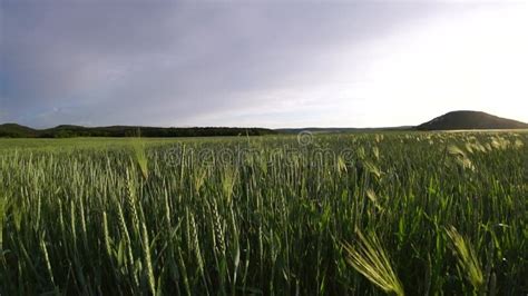 Sunset Wheat Field Green Wheat Sprouts On A Field In The Rays Of