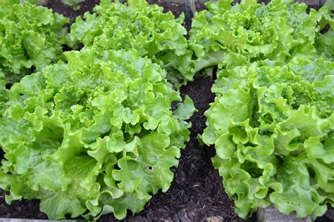 Grow Your Own Lettuce Small Green Things