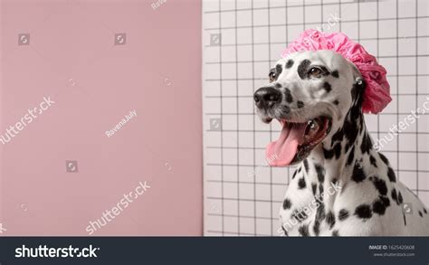 Happy dalmatian dog in pink bath cap in bathroom on a white tile ...