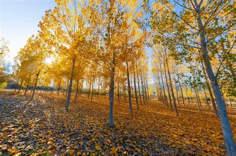 Premium Photo Poplar Trees And Autumn Colors