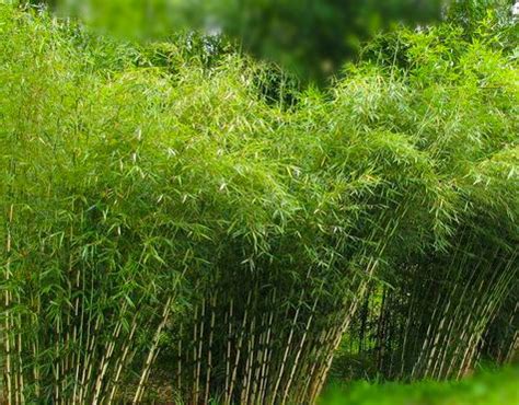 clumping bamboo – Gardeners' Guild SF Bay Area Full Service Landscaping