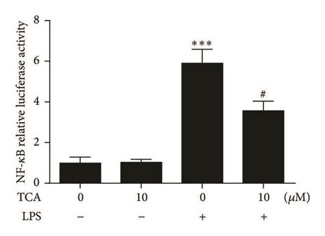 Inhibitory Effects Of Tca On Nf κb Activation And Iκbα Phosphorylation