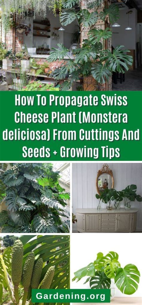 How To Propagate Swiss Cheese Plant Monstera Deliciosa From Cuttings