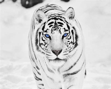 Siberian Tiger Wallpapers K Hd Siberian Tiger Backgrounds On