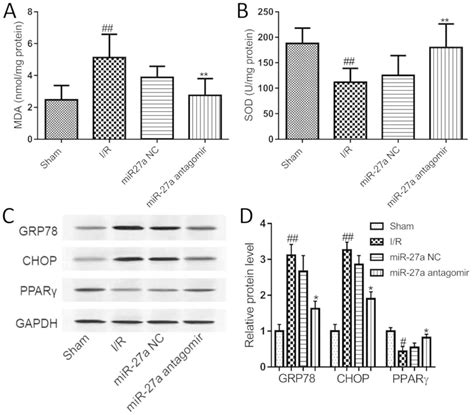 Suppression Of Microrna A Protects Against Liver Ischemia Reperfusion