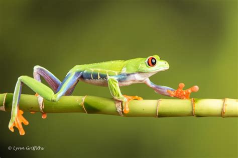 red eyed tree frog adaptations - Collin Dickson