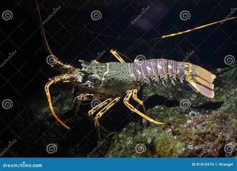 Common Spiny Lobster Palinurus Elephas. Royalty-Free Stock Photography ...