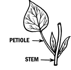 Petiole | Definition, Structure & Function - Lesson | Study.com