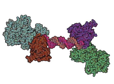 Primer tractament de càncer de pròstata basat en perfils genètics ...