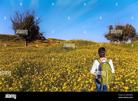Walk among wildflowers Stock Photo - Alamy