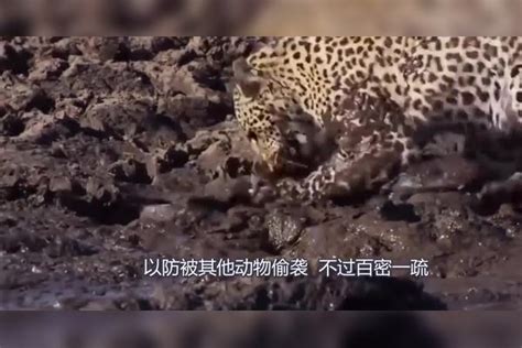 猎豹正在打盹，被雄狮从背后一口咬住了头，镜头拍下全过程雄狮猎豹镜头