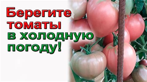 Спасаем томаты в холодную погоду. - YouTube