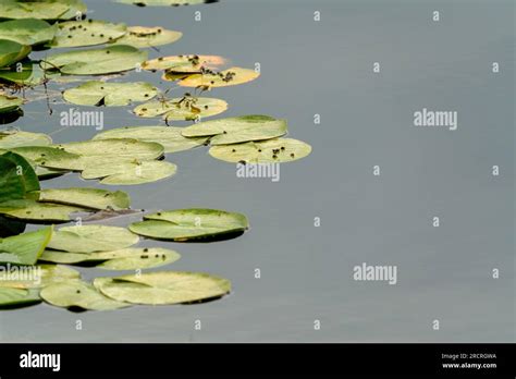 Lotus Flower Petals Floating In Water Stock Photo Alamy