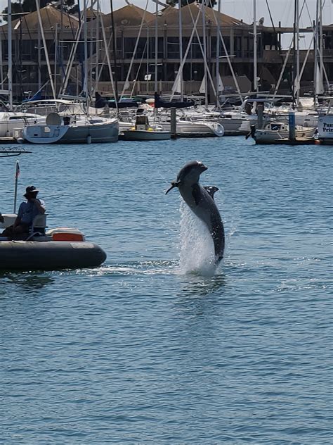 Navy dolphin. Not sure exactly what they were doing yesterday, but it seemed to be some training ...