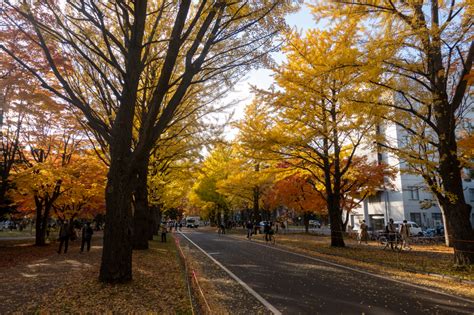 札幌の隠れた紅葉スポット 北海道大学 イチョウ並木 さっぽろトラベル 札幌をたのしむ、札幌とくらす