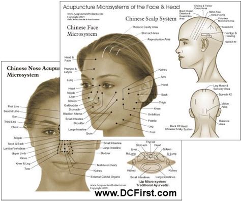 Acupuncture Microsystems Of The Face And Head Chart Acupuncture