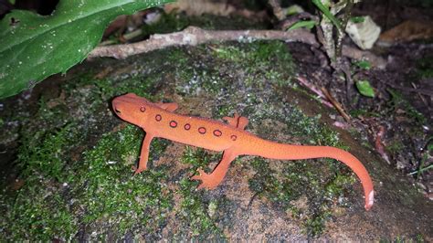 Gambar Margasatwa Jeruk Amfibi Fauna Tutul Kadal Air Salamander