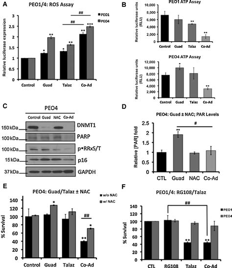 Figure 2 From An Effective Epigenetic Parp Inhibitor Combination