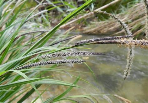 Il Fiume Oreto Di Palermo La Sua Flora E Come Proteggerla Nuove Verrine